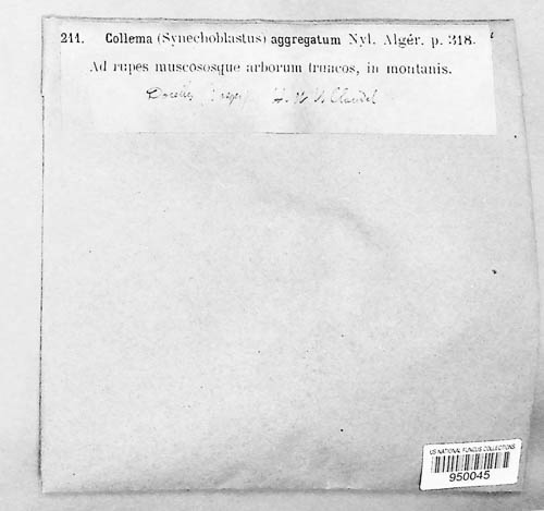 Arctomia fascicularis image